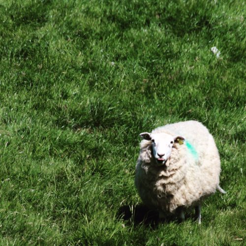 Freches Schaf in Irland