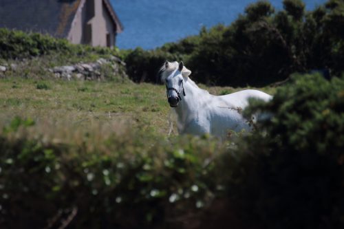 Pferd in Irland